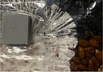 Mushroom Spores And The Shady Practices Of Vendors