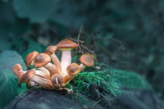 What is Psilocybin?