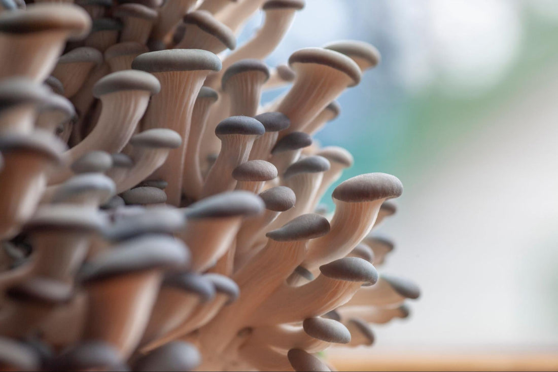 The Benefits of Growing Mushrooms at Home