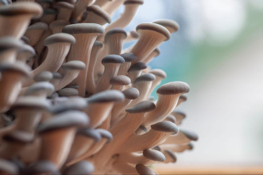 The Benefits of Growing Mushrooms at Home