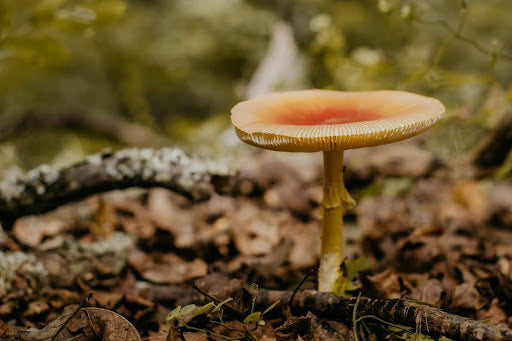Beginner’s Guide To Mushroom Growing Terminology