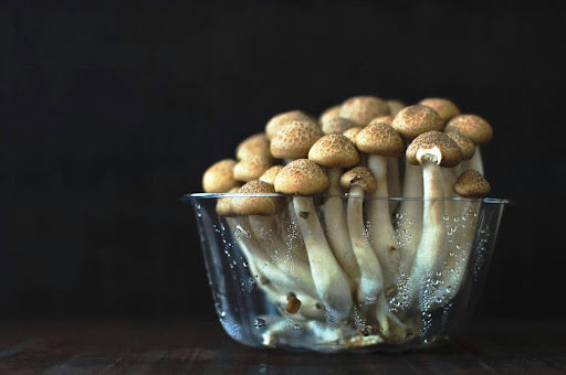 Best Mushroom Growing Conditions for First Try Success