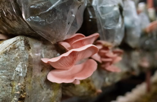 How Do Mushroom Grow Bags Work?