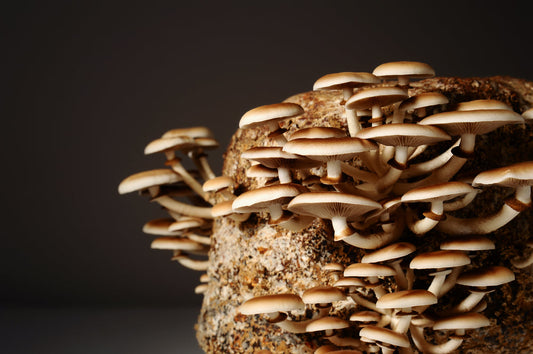 Liquid Cultures Or Spore Syringes - Which One Is Best For Beginners