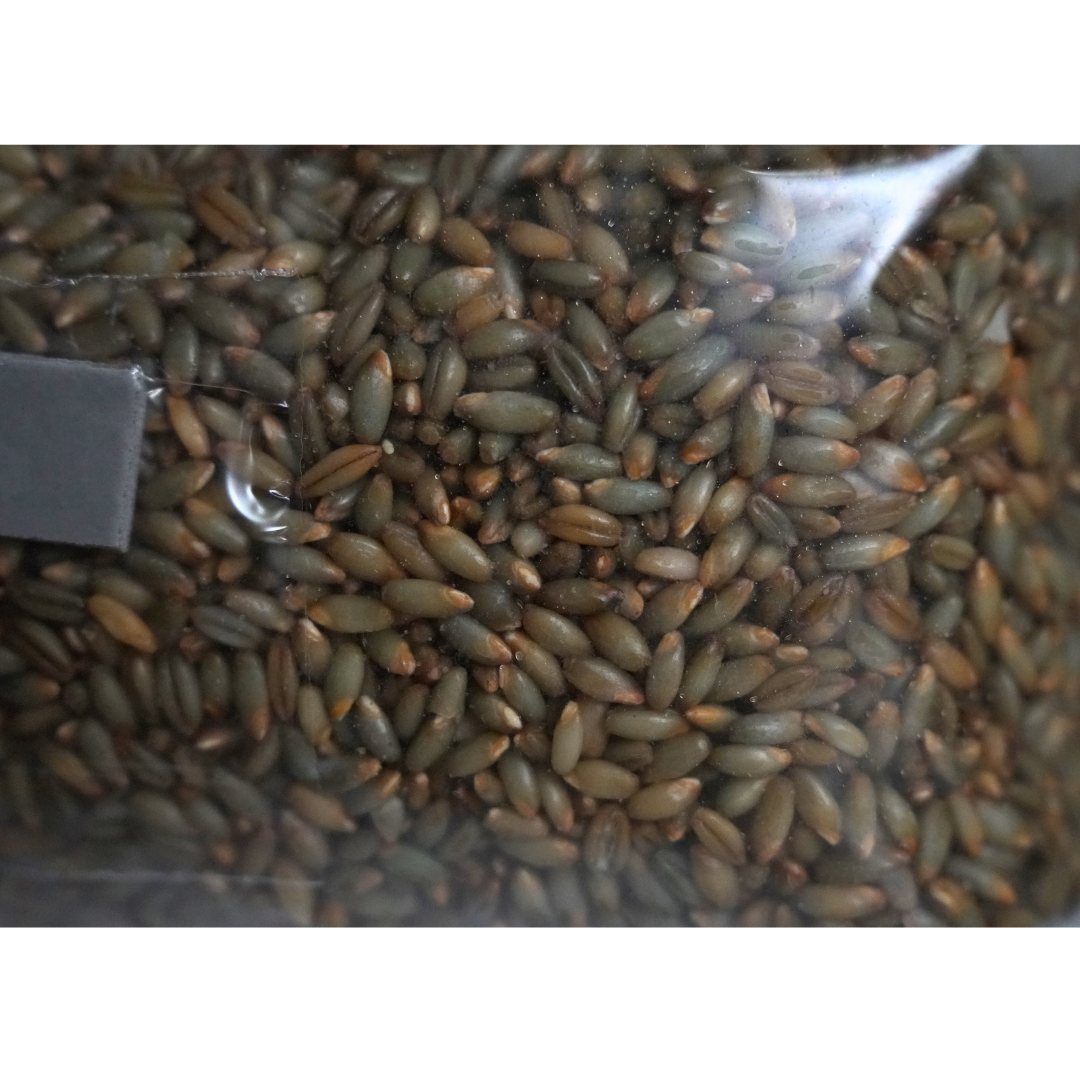 close up of our sterile mushroom grain spawn