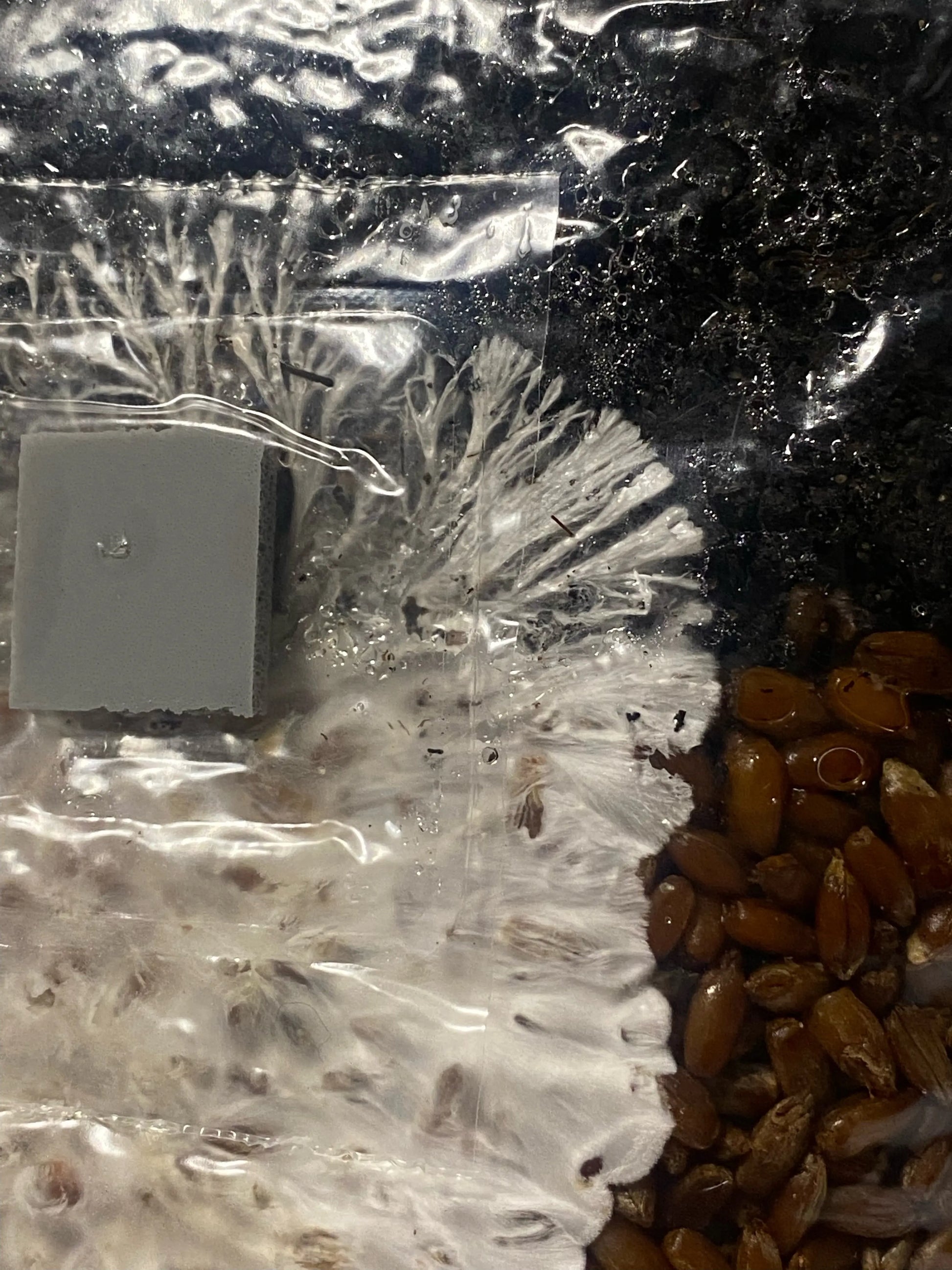 All In One Mushroom Grow Bag Mushroom Spawn Store