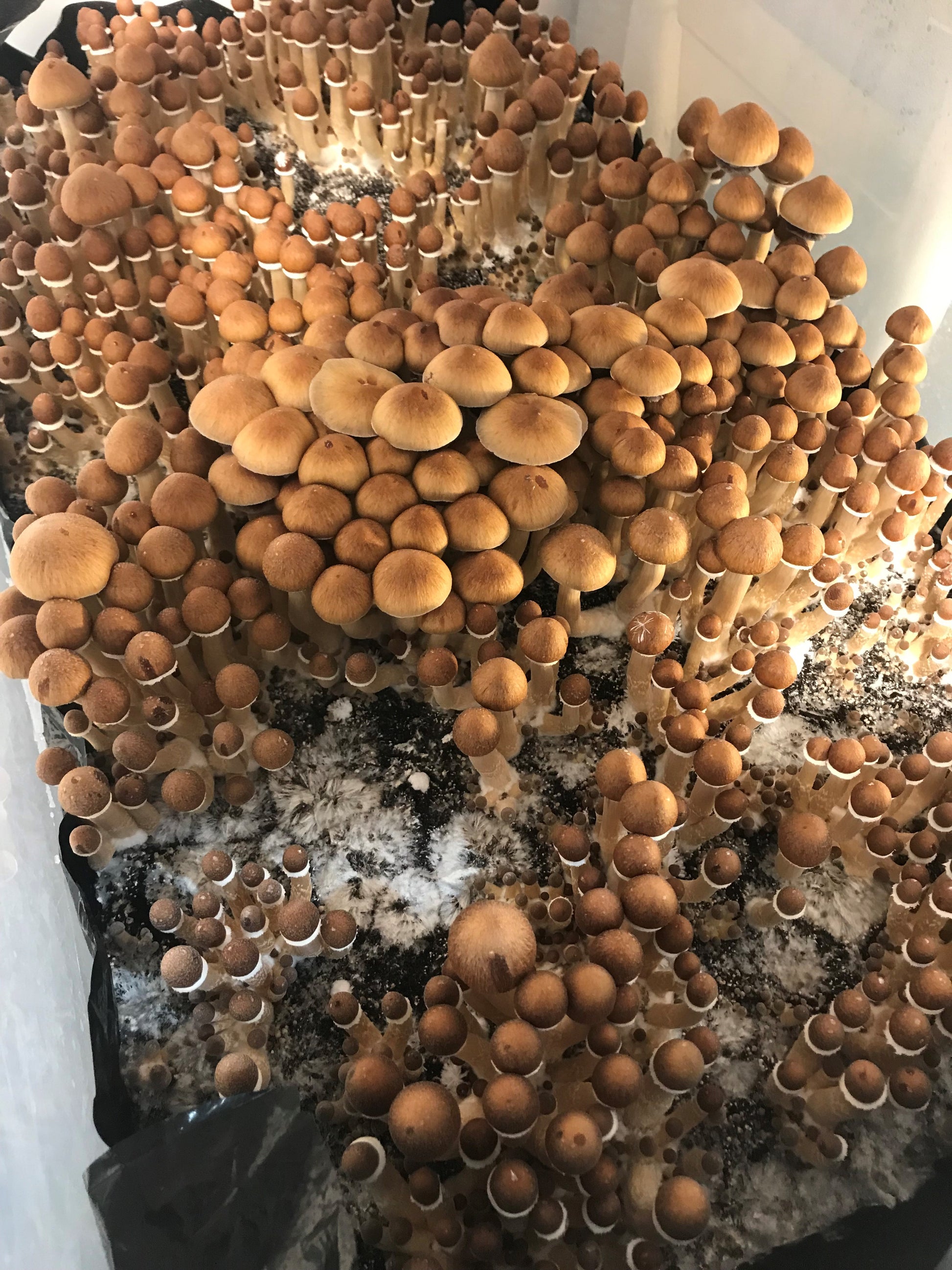 CVG results in a monotub