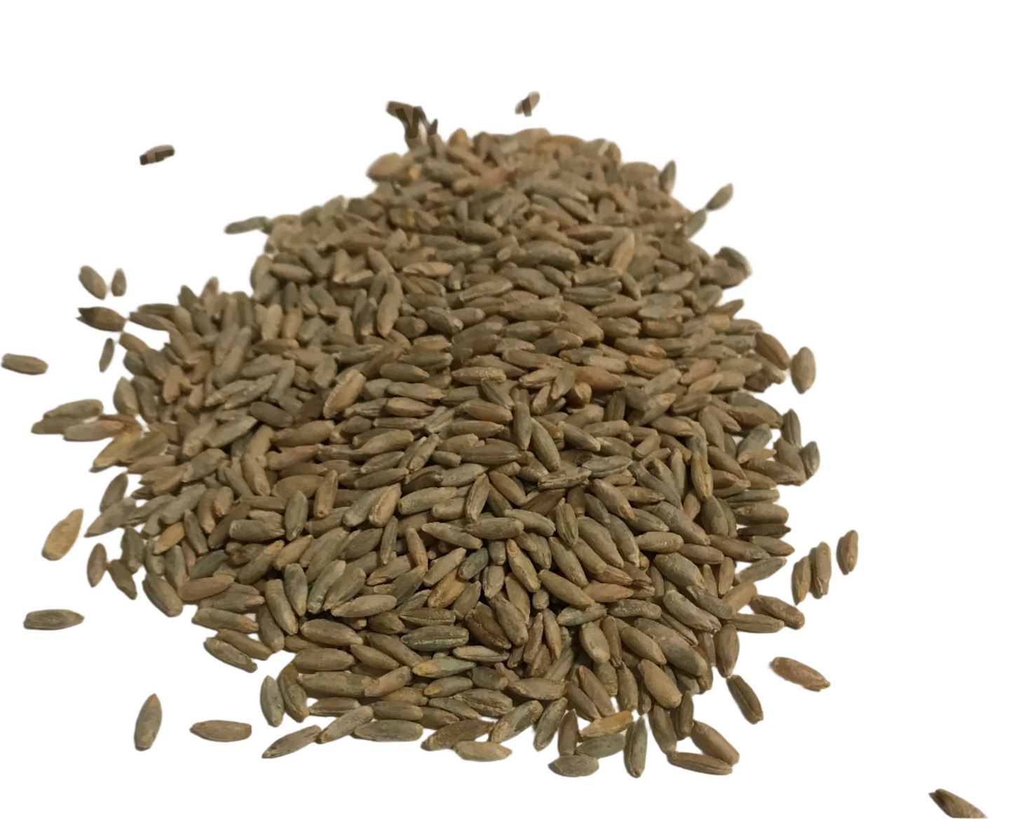 Organic Rye Grain, (10# dry) Mushroom Spawn Store