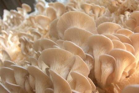 How to Grow Mushrooms at Home - Best Tips