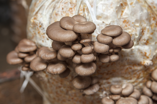 Are Mushroom Grow Kits Worth It?