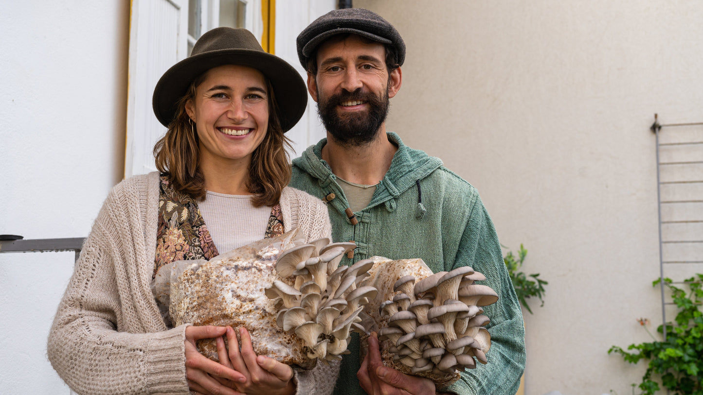 Premium Blue Oyster Mushroom Fruiting Block Grow Kit - 5 LBS
