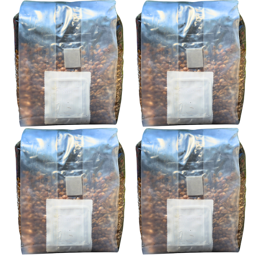 Mushroom Grow Kit - 4 Pack - Magic All In One Mushroom Grow Bags